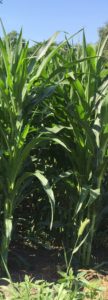 Missouri corn field